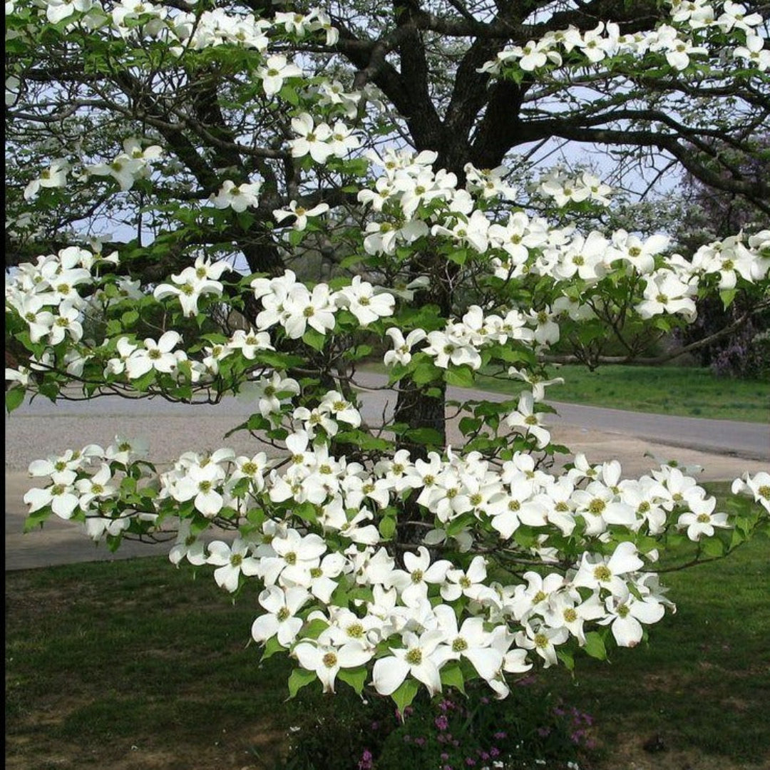 White Dogwood Tree in early spring bloom