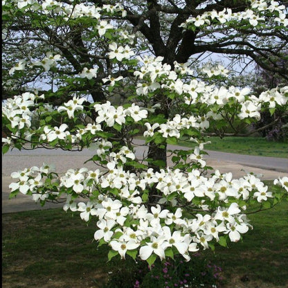 White Dogwood Tree in early spring bloom