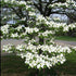 White Dogwood Tree in early spring bloom
