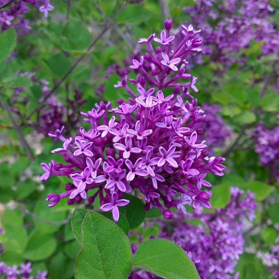 Bloomerang Lilac 'Dark Purple'