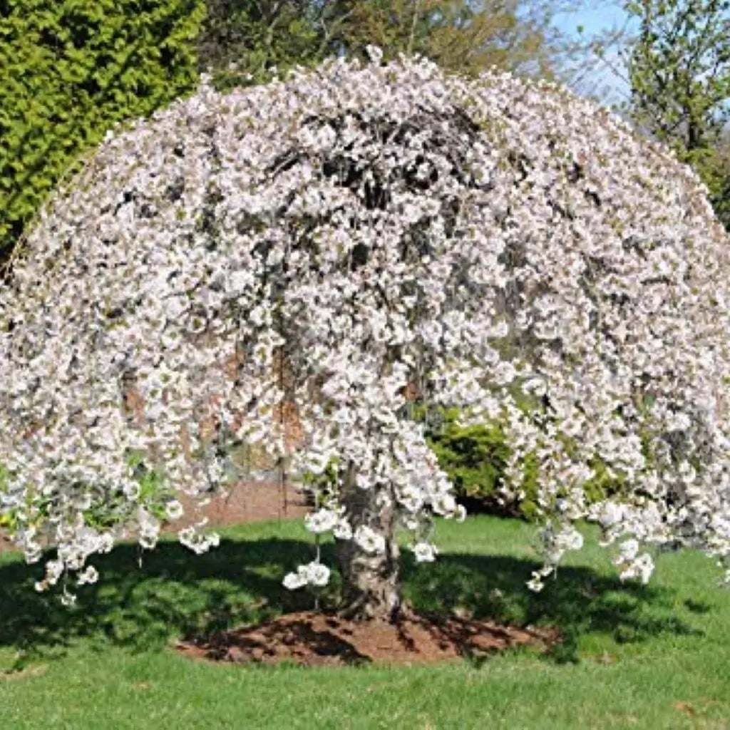 dwarf japanese weeping cherry tree