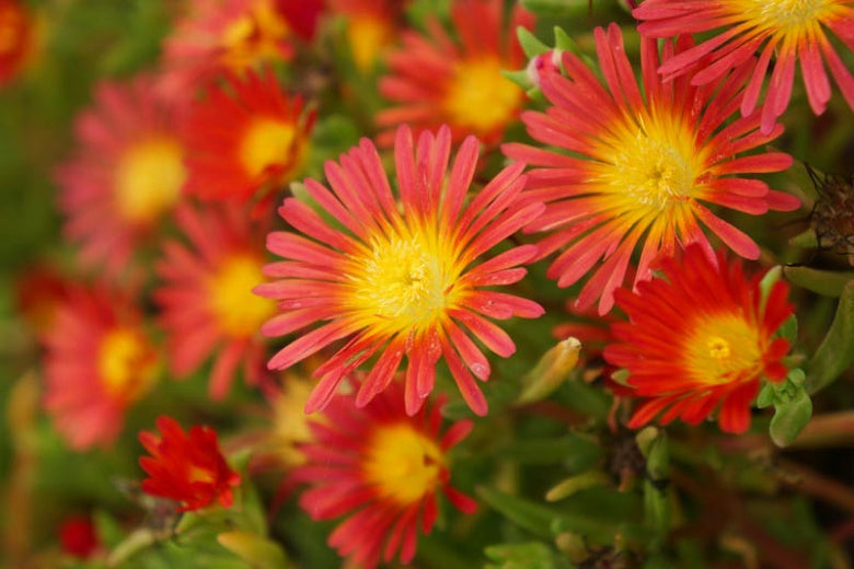 4.5 Inch Pot/10 Count Flat: Delosperma Nubigena Wheels of Wonder® 'Golden Wonder' Pp25684 Iceplant. Succulent Olive-Green Foliage