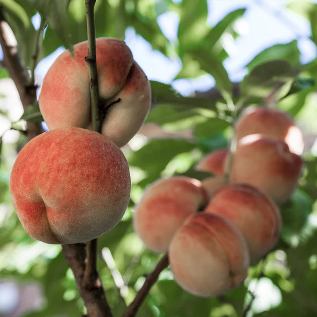 White Lady Peach Tree