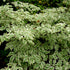 Wolf Eyes Chinese Dogwood Tree with white-edged leaves
