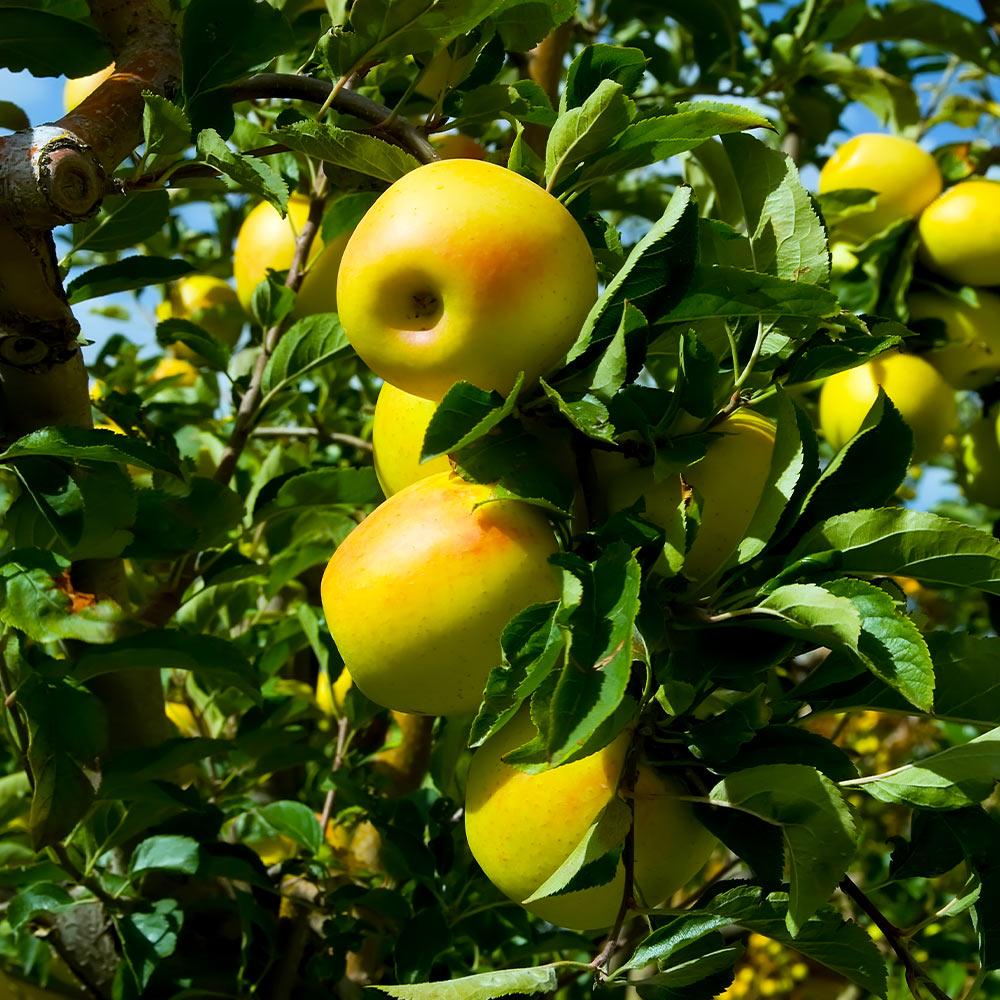 Buy Golden Delicious Apple Tree Plants Trees Online Pixies Gardens