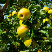 Ripe Golden Delicious apples on tree