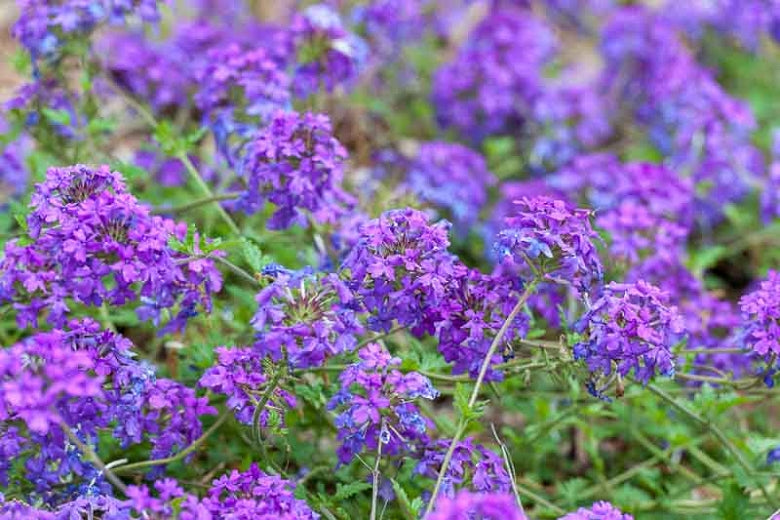 (1 Gallon) Verbena X Homestead Purple Verbena