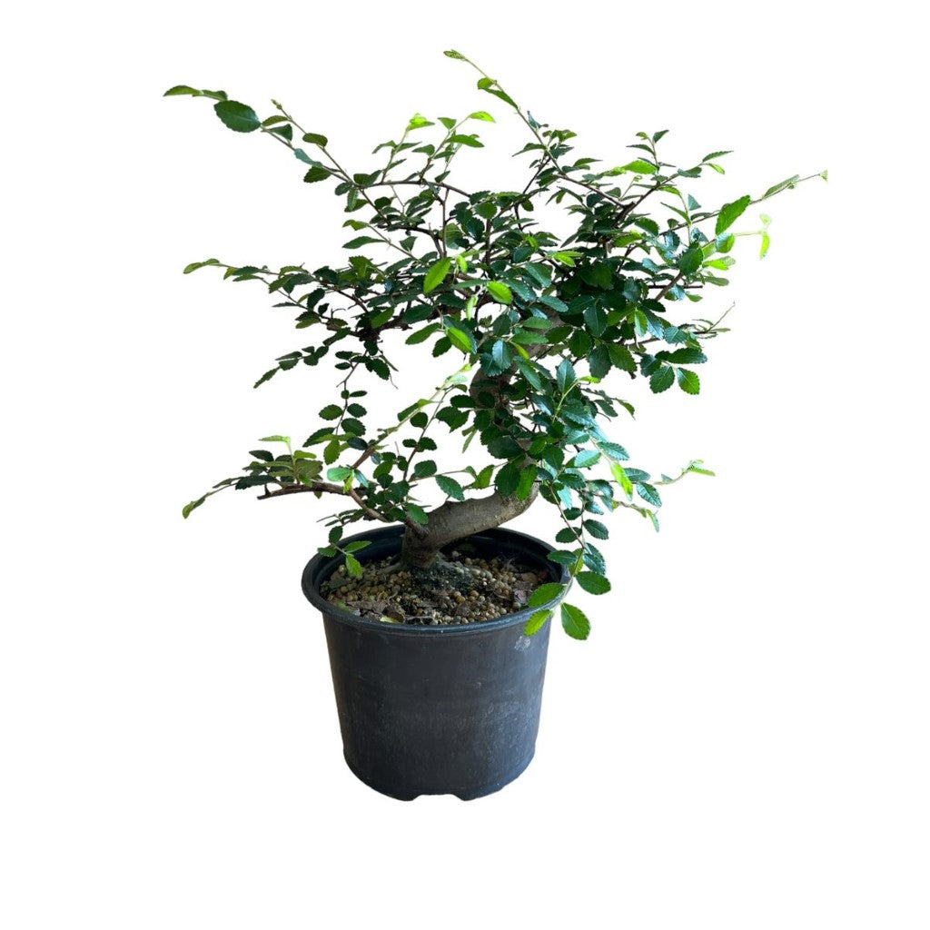 Bonsai Zelkova (Japanese Elm) Live Plant, Indoor/Outdoor Plant