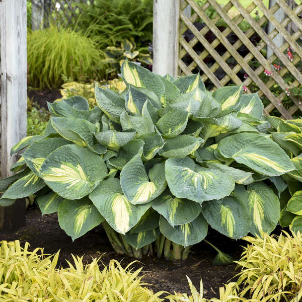 1 Gallon Pot: Hosta Shadowland® 'Hudson Bay' Pp23598. Plantain Lily. Sport of 'Eskimo Pie'