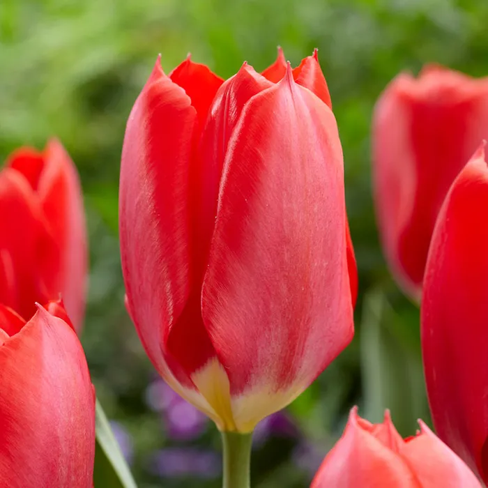 (Pack of 10 BULBS) TULIP RED EMPEROR STUNNING Bright Fiery Red Blooms. One of the first tulips to bloom each year