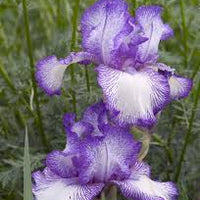 Iris Germanica Autumn Circus Bearded German Iris - Autumn Circus Has Wildly Distinctive Blue-Violet Plicata Markings