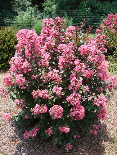 (1 Gallon) Coral Magic Crape Myrtle, Semi Dwarf,Salmon Pink Flowers Shipped In 1 Gallon Size (Hydrangeas Shrub, Evergreens, Gardenia