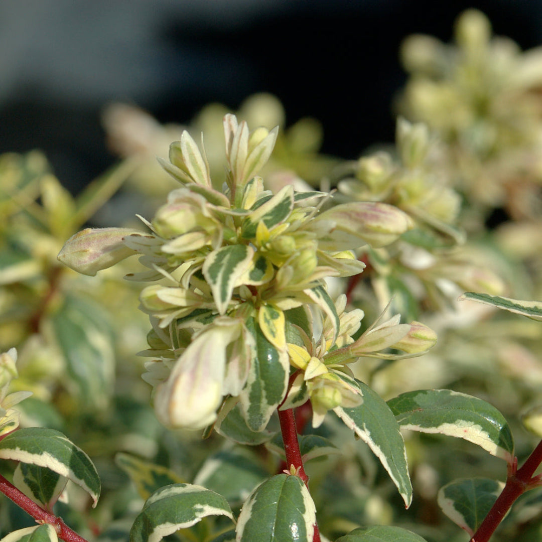 Abelia X Gradiflora &