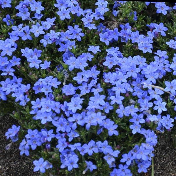 (1 Gallon) Lithodora Diffusa Grace Ward - Dark Green Mat of Hairy Leaves is Engulfed In True Blue Star Flowers Blooming From Spring Through Summer.