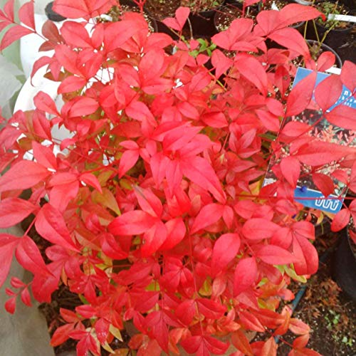 Nandina Obsession 'Domestica Seika'- Unique & Long-Lasting Deep Red Young Foliage
