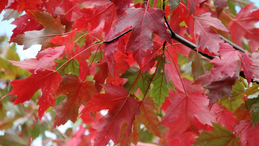 Acer X Freemanii 'Jeffsred' 'Autumn Blaze'