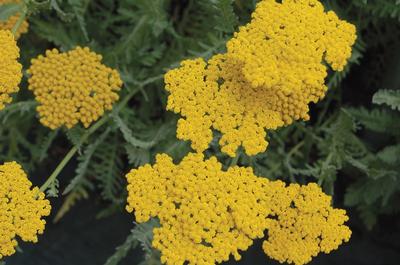 Gorgeous Achillea Coronation Gold