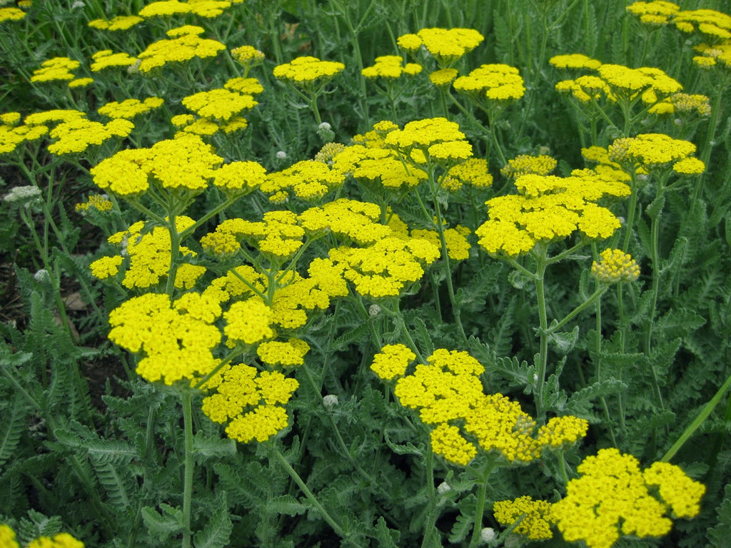 (4 Inch Round Pot/10 Count Flat) Achillea 'Little Moonshine'