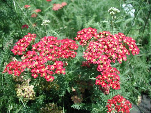 Gorgeous Achillea Millefolium Paprika