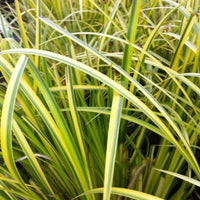 Gorgeous Grass Acorus Gramineus Ogon