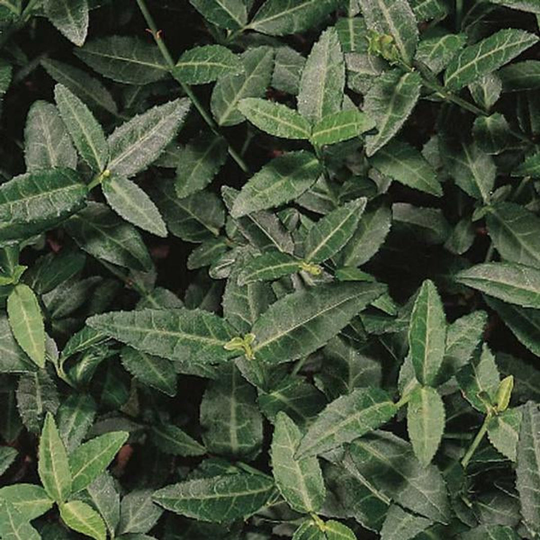 Euonymus fortunei Coloratus groundcover shrub