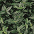 Euonymus fortunei Coloratus groundcover shrub