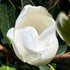 Little Gem Dwarf Magnolia, Elegance and Beauty, Huge Fragrant White Flowers,Blooms For Long Time, Good For Smaller Places