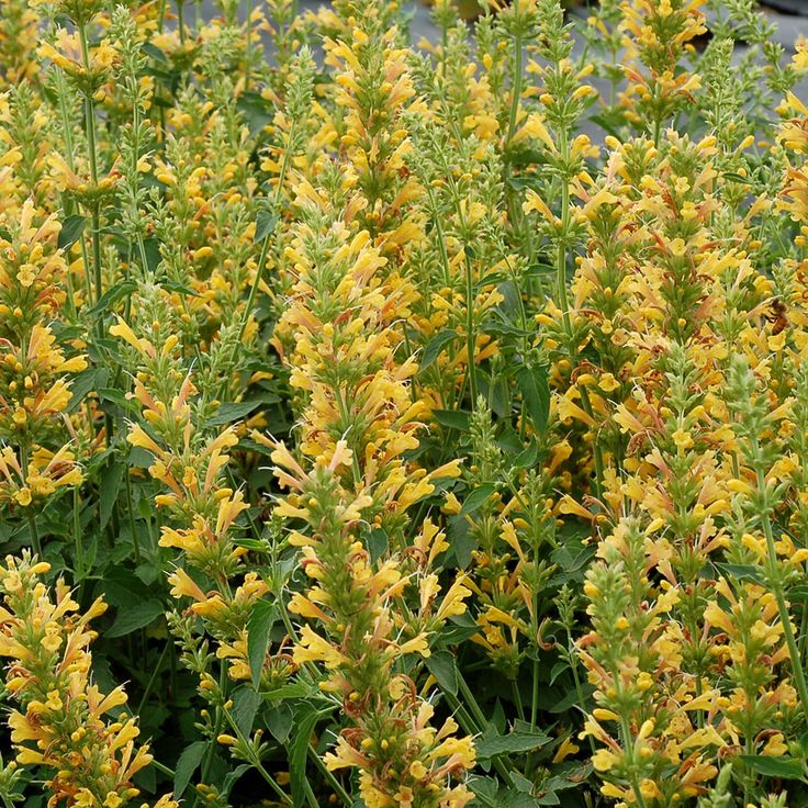 (1 Gallon) Agastache Kudos Yellow- Dense, Large, Very Fragrant Yellow Flowers, Kudos 'Yellow' Supplies a Big Splash of Color In a Small, Compact Habit