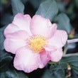 Camellia Agnes O. Soloman-Gorgeous Soft Pink Blooms