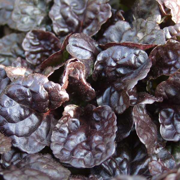 4 Inch Round Pot/10 Count Flat: Ajuga Reptans 'Black Scallop' Pp15815 Carpet Bugle, Bugleweed. Large