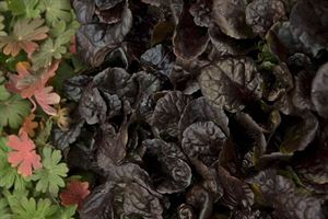 1 Gallon Pot: Ajuga Reptans 'Chocolate Chip' Bugleweed. Carpet Bugle, Bugleweed. Blue Flowers Above Dense Foliage