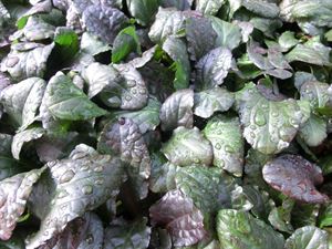 1 Gallon Pot: Ajuga Reptans 'Bronze Beauty'. Carpet Bugle, Bugleweed. Green and Bronze Colored Foliage with Blue Flower Spikes In Spring, Spreading.