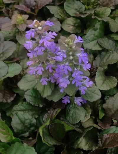 Ajuga Reptans Bronze Beauty Also Called Bronze Beauty Bugleweed Has Glossy, Bronze-Purple Foliage and Lilac-Blue Blooms On 2"-3" Tall Flower Spikes.