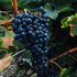 Cabernet Sauvignon Grape