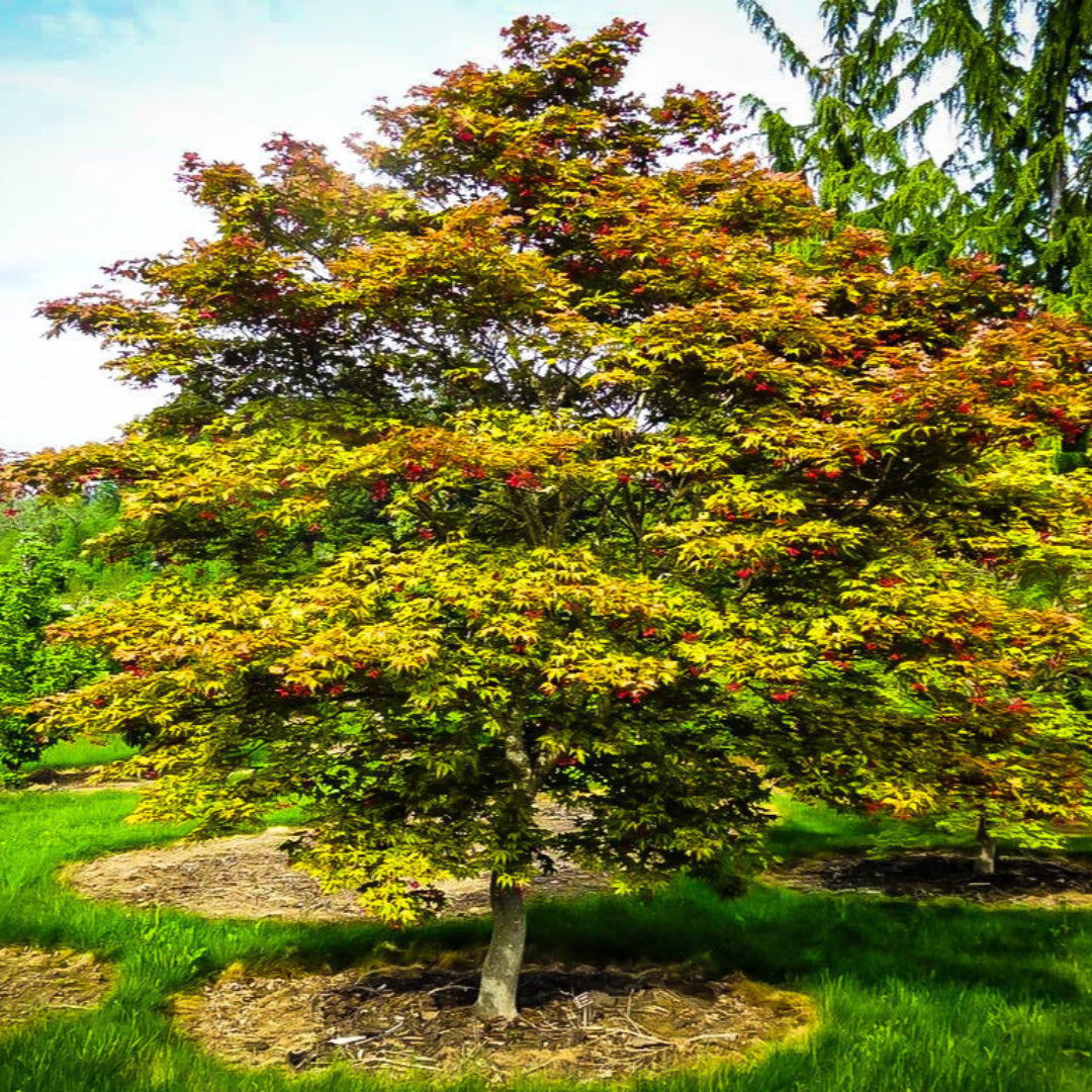 Amber Ghost Japanese Maple
