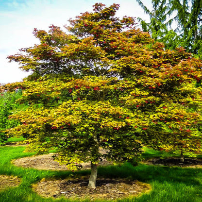Amber Ghost Japanese Maple