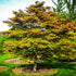 Amber Ghost Japanese Maple
