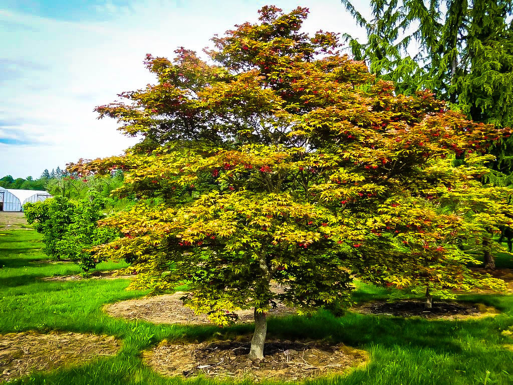 Amber Ghost Japanese Maple