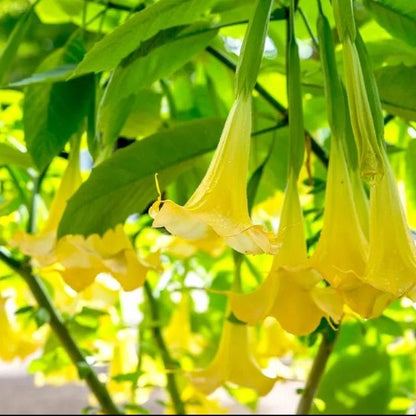 Angel’s Trumpet plant (Brugmansia) with large hanging trumpet-shaped flowers growing in a garden setting