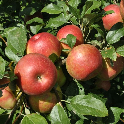 Low-Chill Fuji Apple Trees for Sale