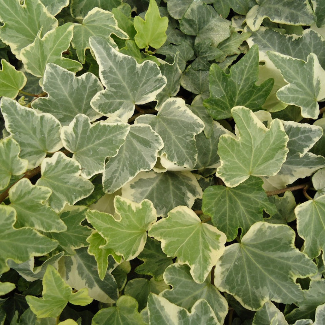 (10 Count Flat-3.5 Inch Pots) &quot;Anne Marie&