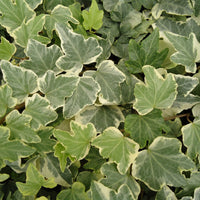 (10 Count Flat-3.5 Inch Pots) "Anne Marie' White Variegated Ivy, Vining Ivy, White Variegation, Spreading.