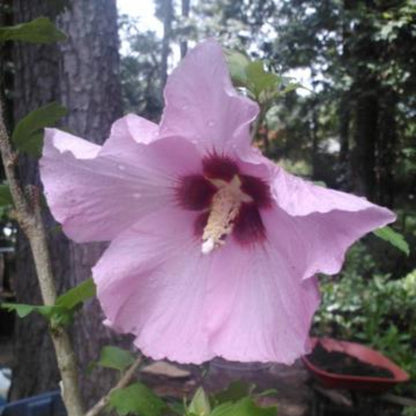 Althea Single Pink with Red Throat(Rose of Sharon)