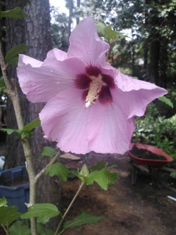 Althea Single Pink with Red Throat(Rose of Sharon)
