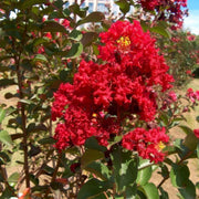 Double Dynamite Crape Myrtle