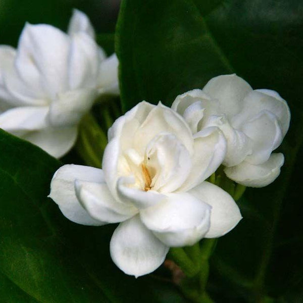 Arabian Jasmine Growing Tips For Maximum Flowering 🌿🌼🌿 