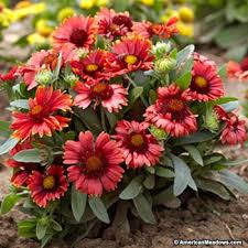 (1 Gallon)Gaillardia Aristata Arizona Red Shades Blanket Flower - Arizona Red Shades is a Dark Orange-Red Blooms and Easy To Grow Flowers.