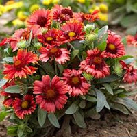 (1 Gallon)Gaillardia Aristata Arizona Red Shades Blanket Flower - Arizona Red Shades is a Dark Orange-Red Blooms and Easy To Grow Flowers.