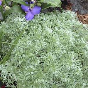 (1 Gallon) Artemisia Schmidtiana 'Silver Mound' Wormwood - is a Mounding Plant That Has Silvery Leaves and Small Yellow Blooms