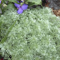 Silver Mound wormwood plant with silvery-green feathery foliage